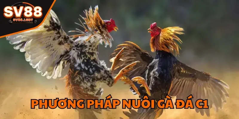 Phương Pháp Nuôi Gà Đá C1